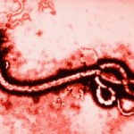 ebola virus 01