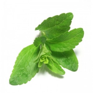 stevia