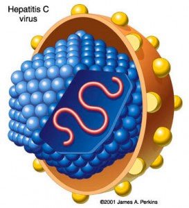 hepatitis C virus