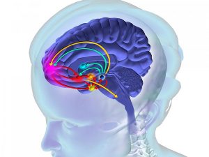 drogas y cerebro