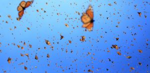 mariposa monarca