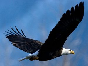 águila volar alto