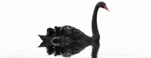 cisne negro